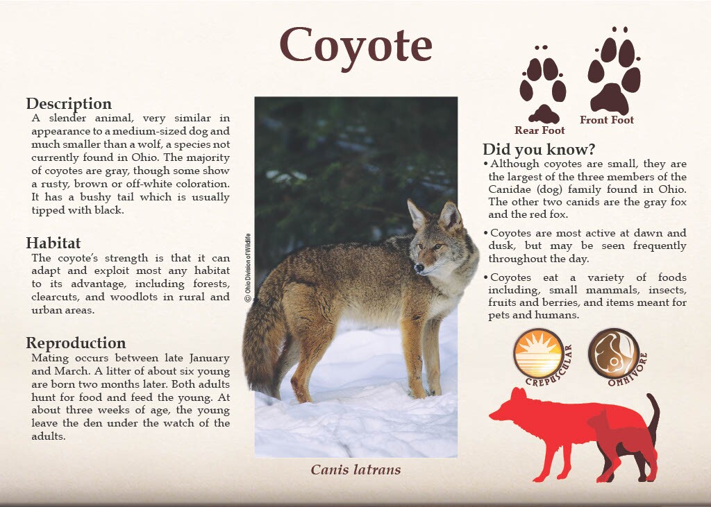 Coyote ODNR
