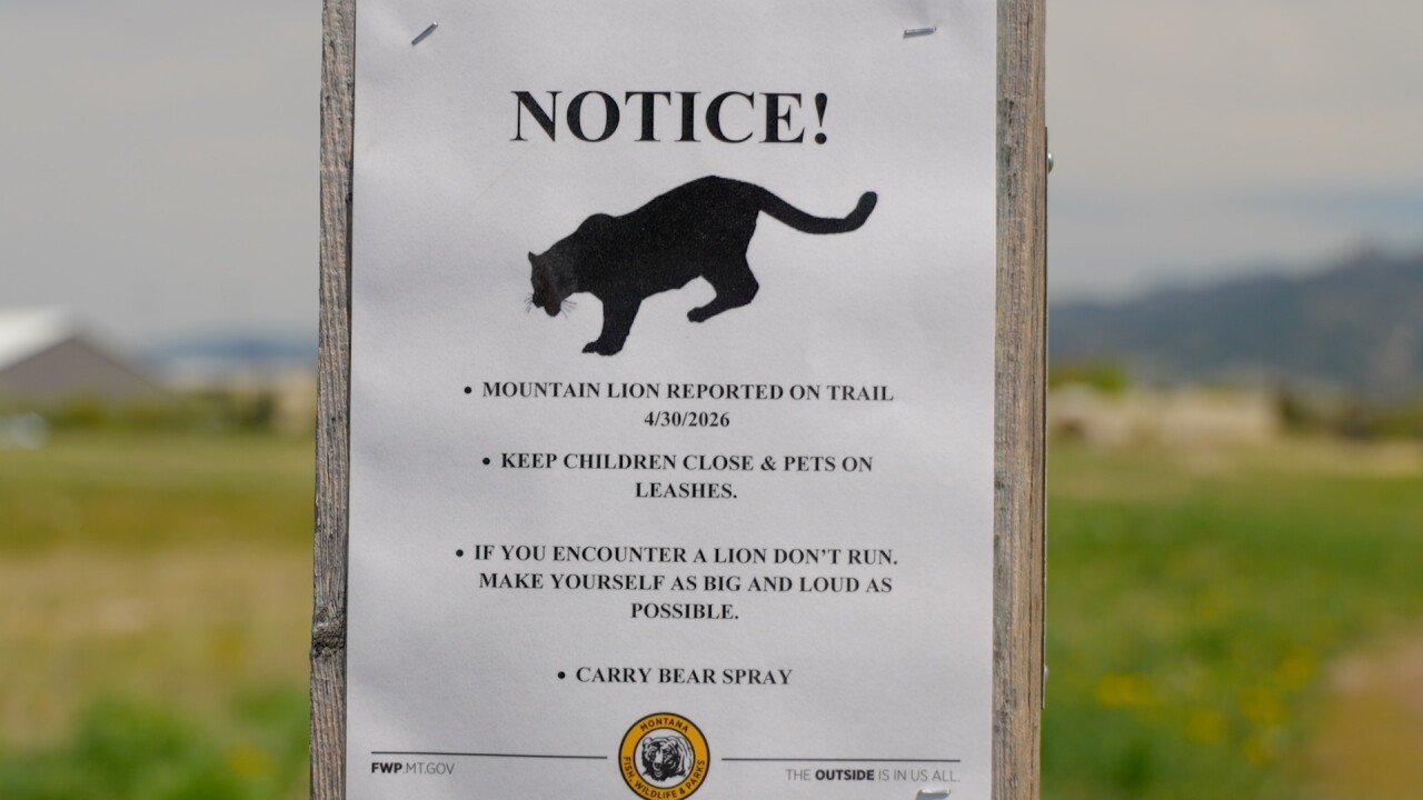 MOUNTAIN LION.jpg