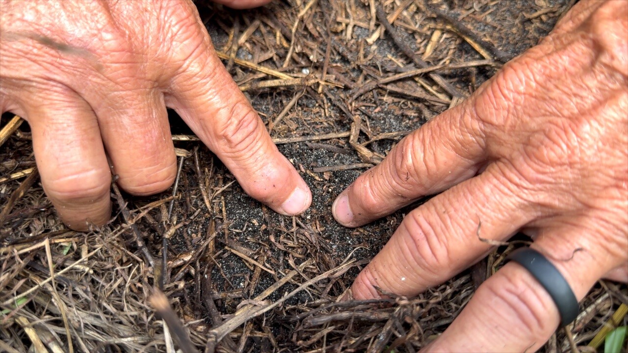 Mealybug.jpg