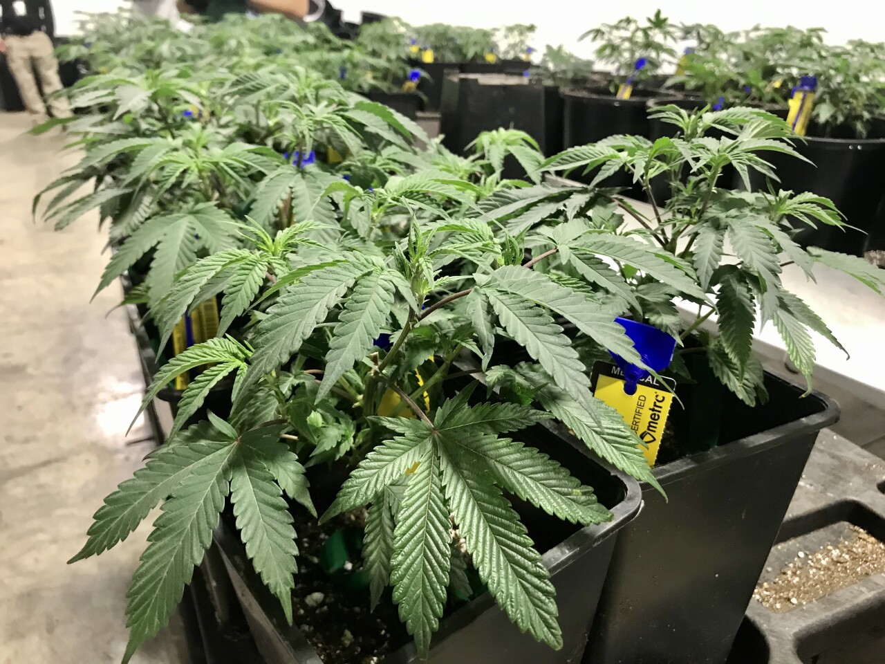 marijuana growing2.jpeg