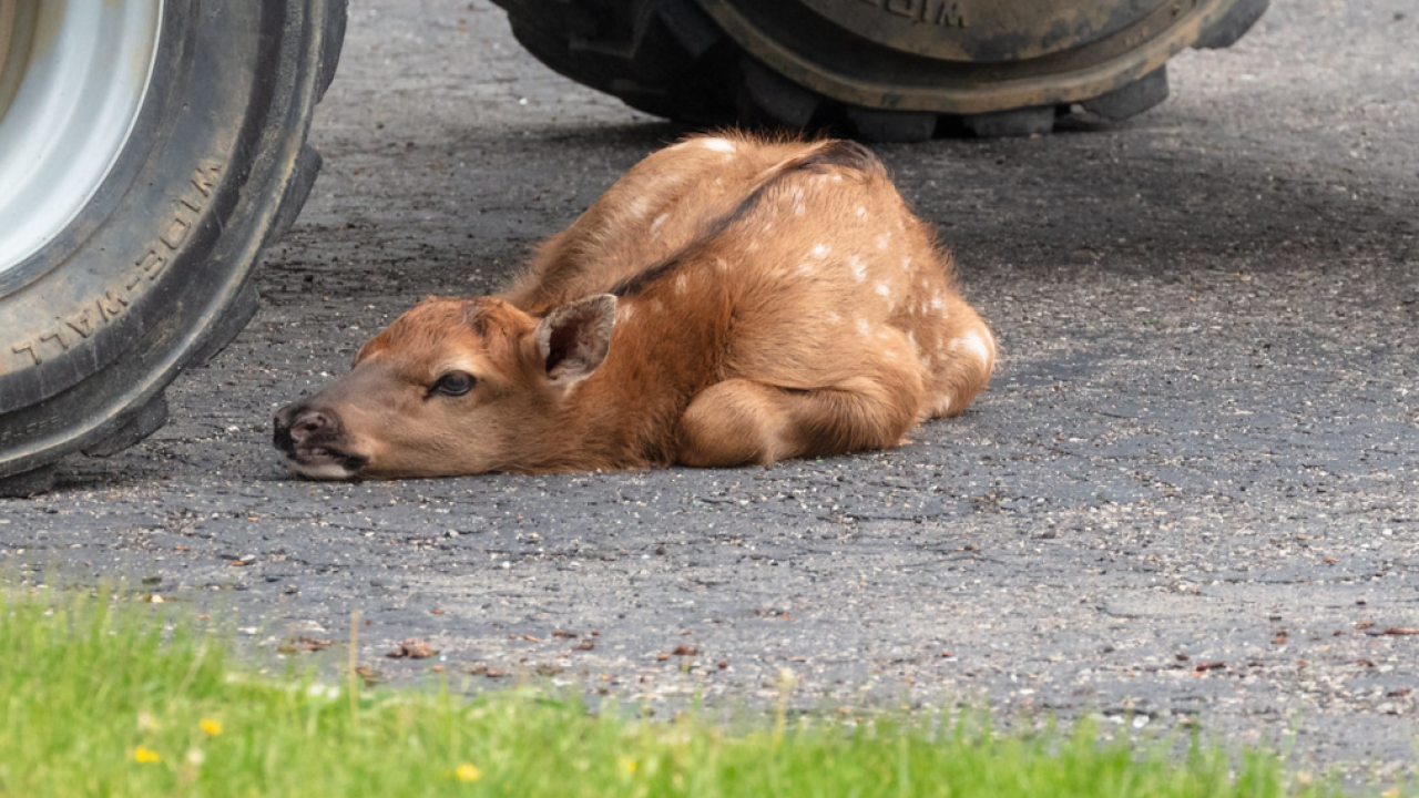 Undated file photo of an elk calf in Yellowstone National Park