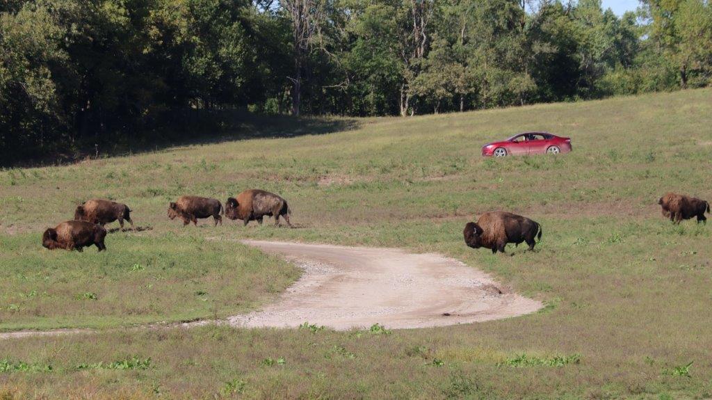 Bison Drive oct2019.jpg