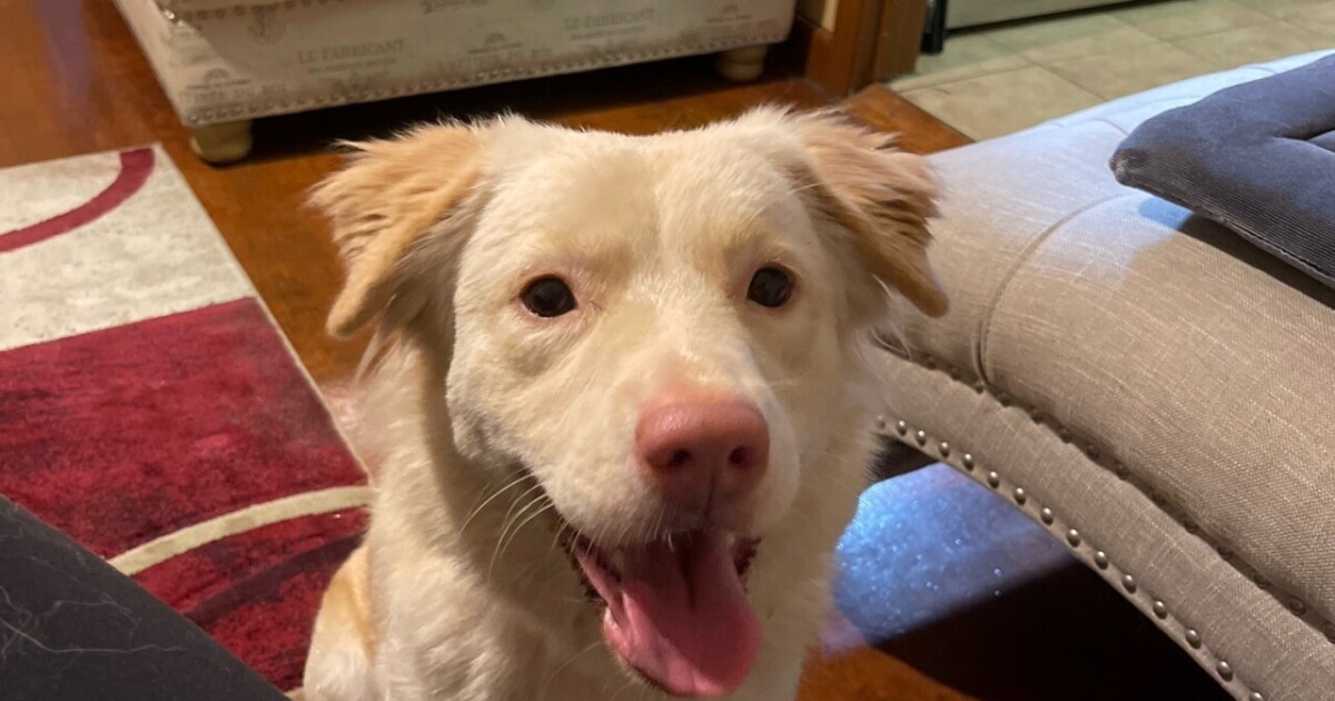 Coastal Bend animal shelters sees increase of missing dogs after Fourth of July - Vimarsana News