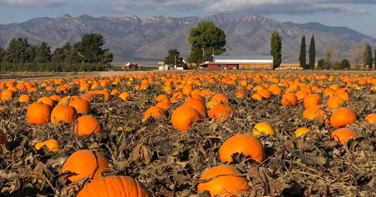 PUMPKIN PATCH! Pick your own produce in Arizona