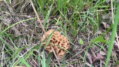 morel mushroom.jpg