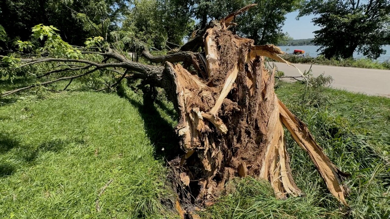 lake como damaged tree.jpg