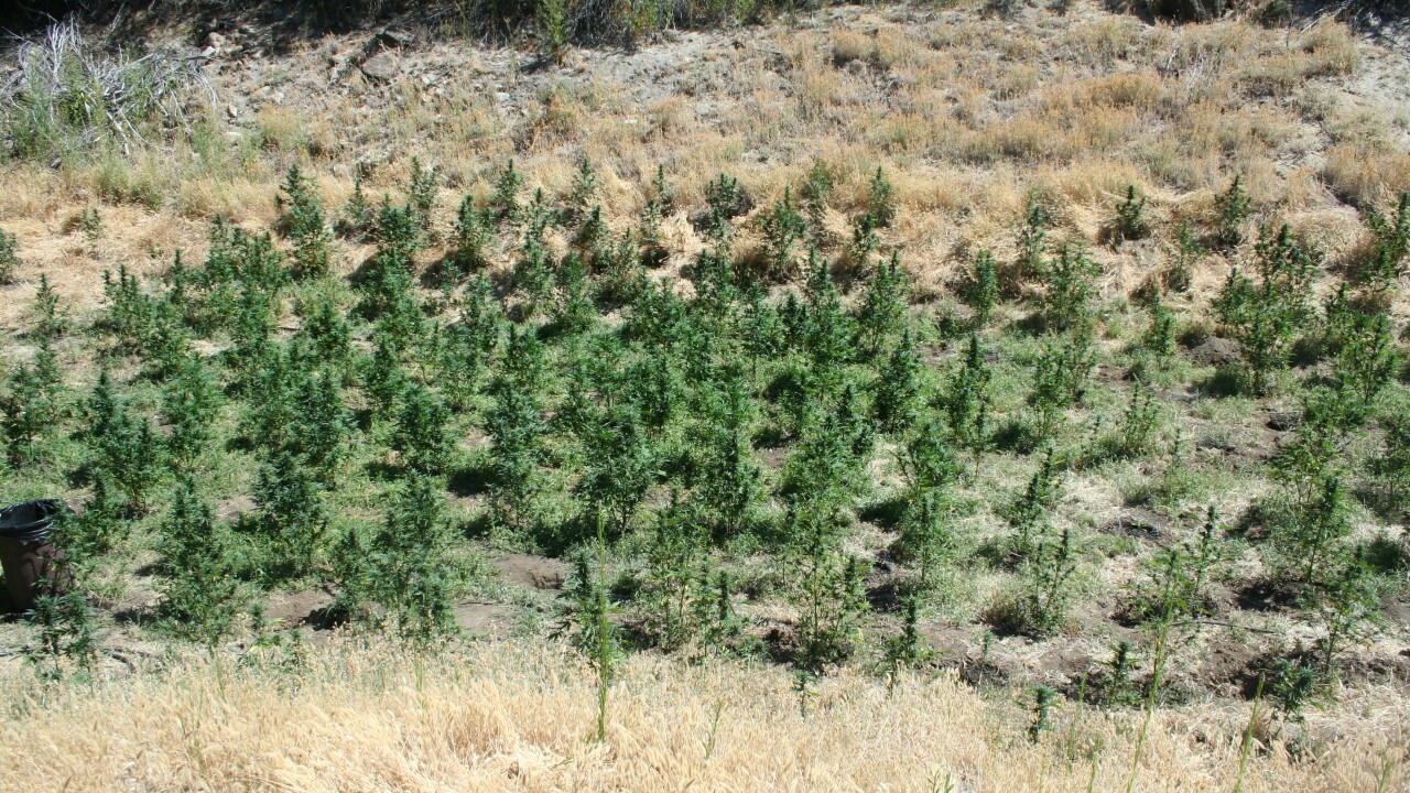 Narcotics investigation 1