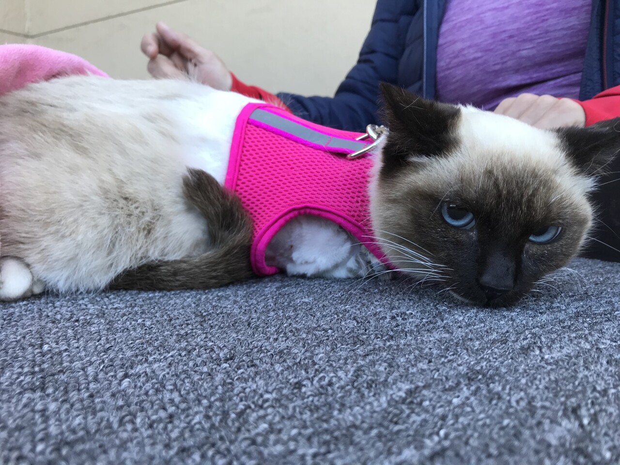 Jigsaw the cat 2.jpg