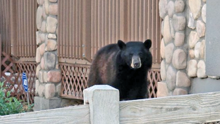 broomfield bear.png