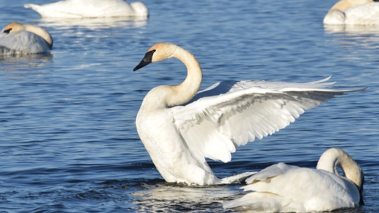 Trumpeter Swan Population Slowly Rising In Iowa