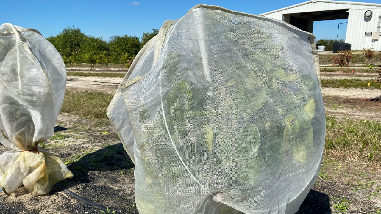 UF citrus greening3.png