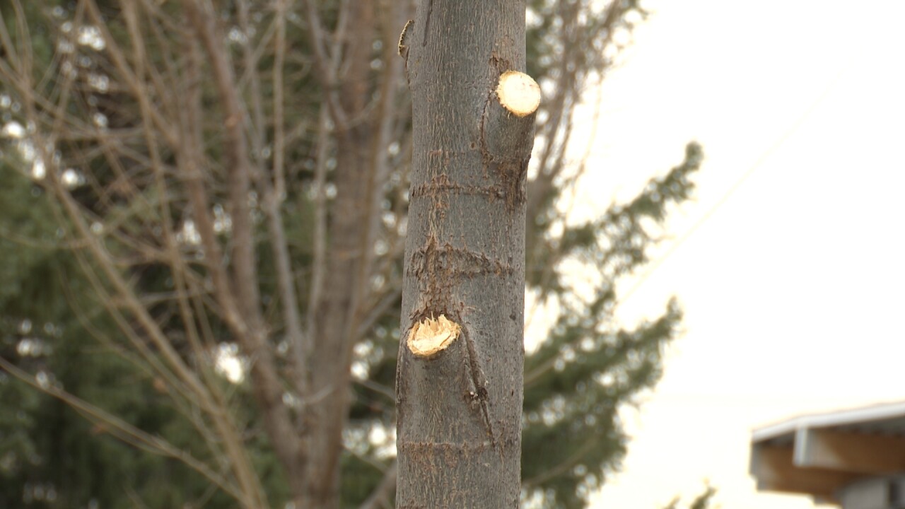 Family left heartbroken after memorial tree vandalized at Rose Park
