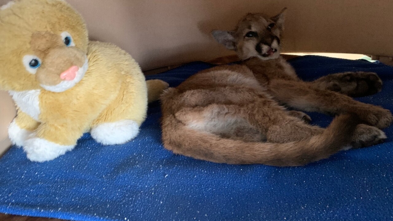 San Diego Humane Society nurses dying mountain lion cub back to health