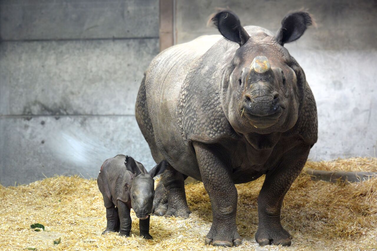 Denver Zoo rhino calf