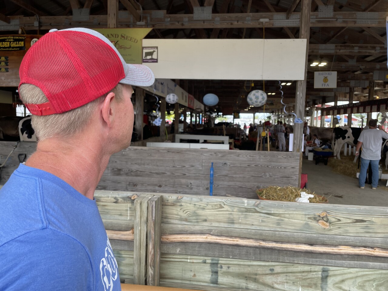 Rick Roden looking at the dairy cows at the Washington County Fair