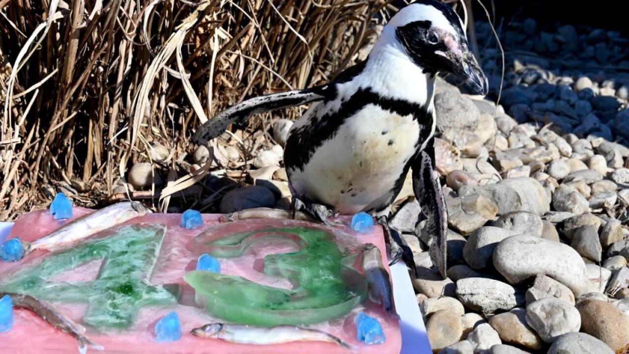 ET, oldest living african penguin