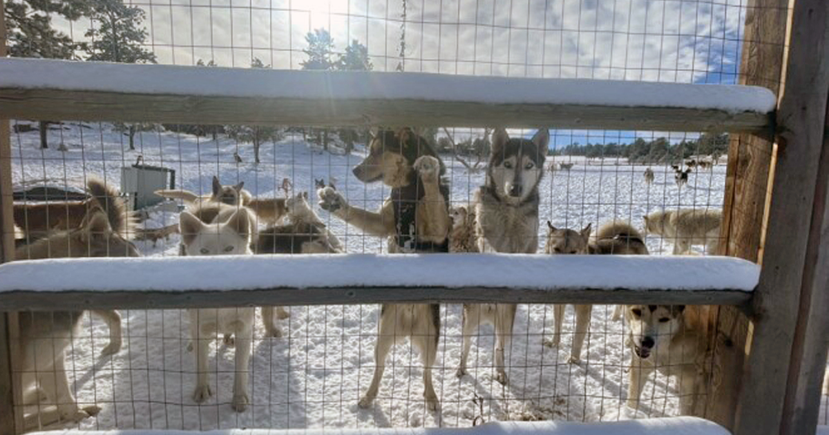 Colorado dog sanctuary says it is being forced to relocate to new state - Vimarsana News