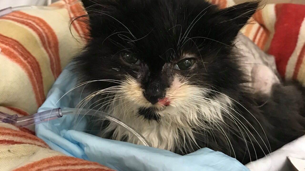 10 Week Old Kitten Found On Wisconsin Highway With Eyes Caked Shut Due To Infection 10 Week Old Kitten Found On Wisconsin Highway With Eyes Caked Shut Due To Infection