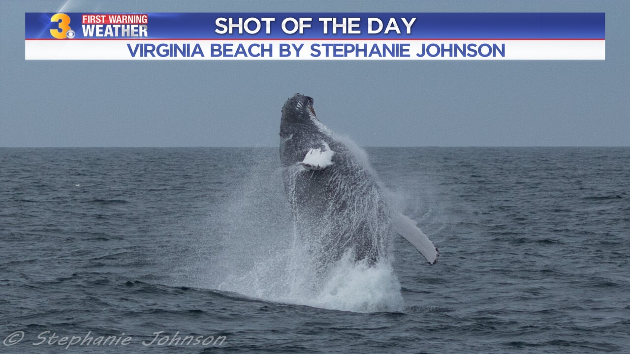 Whale Photo by: Stephanie Johnson