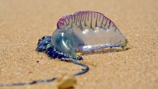 Portuguese man o' war