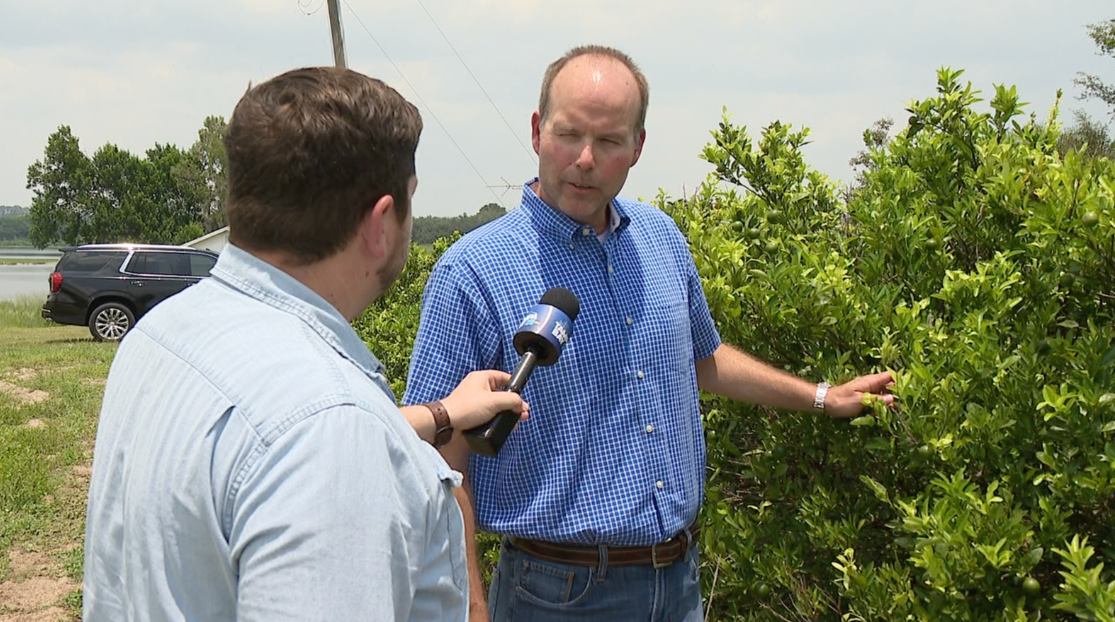 Florida citrus growers see signs of hope as orange production rises after years of decline