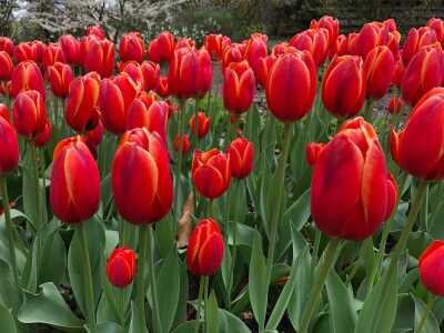 Spring Tulips