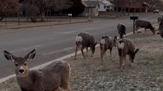 Deer Culling.png