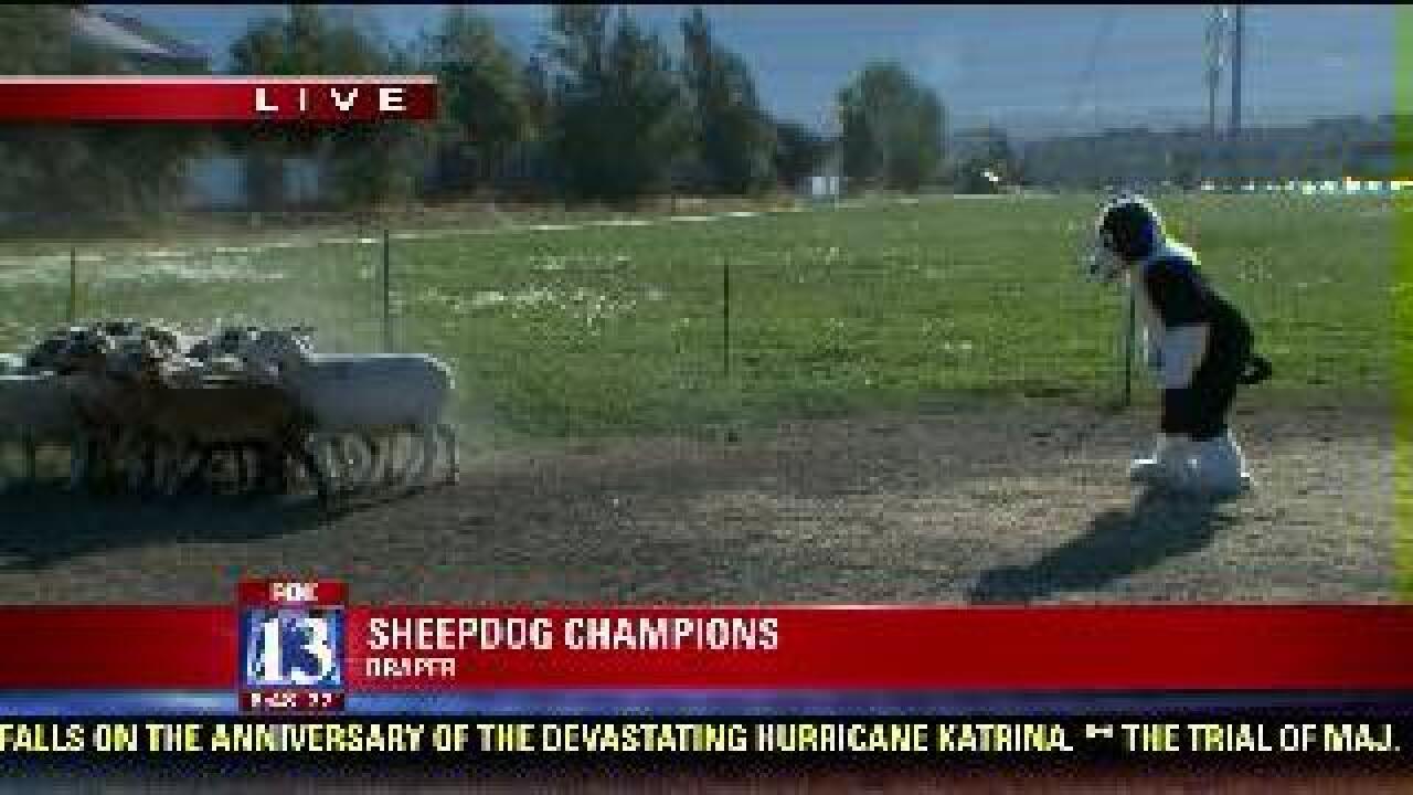 Producer’s Pick: Unique style of herding sheep