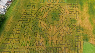 Dolly Parton Corn Maze