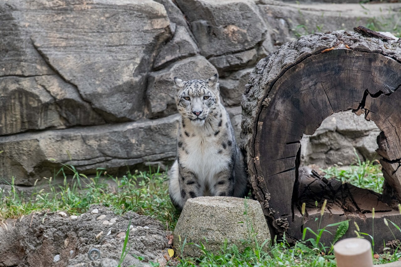 Snow Leopard Choto 09-2023-0043991 E.jpg