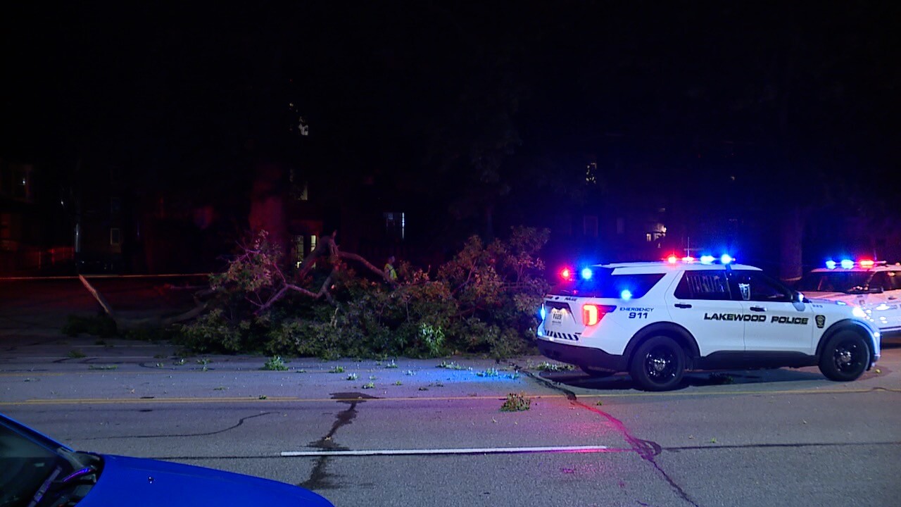 Tree on cars Lakewood 1.jpg