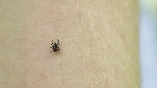 Ticks