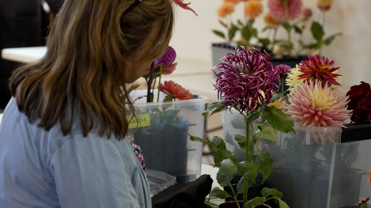 Dahlia show.jpg