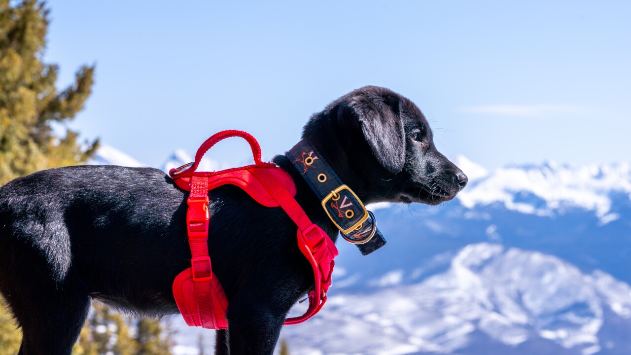 Beaver Creek Avalanche dog.jpg