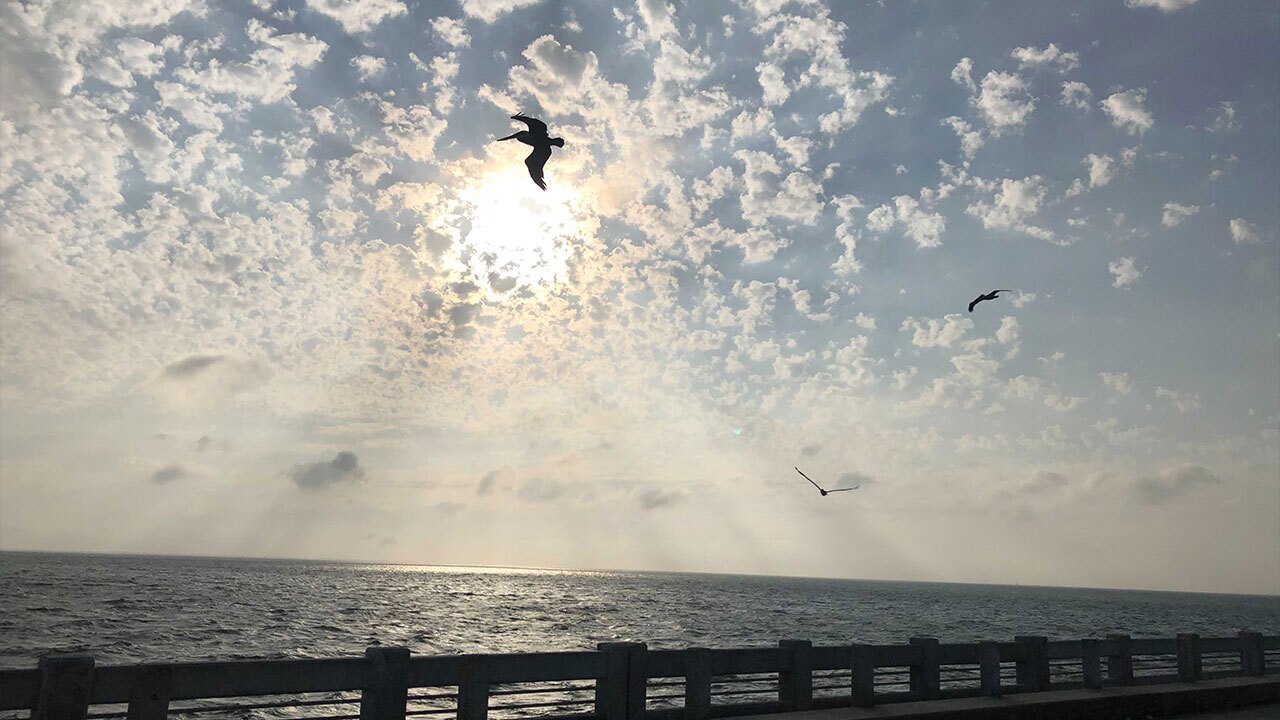injured-pelican3.jpg