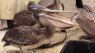 Nearly 50 brown pelicans have been treated at Pacific Wildlife Care since mid-April