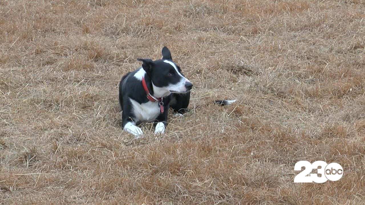 California Farm Bureau Dog of the Year