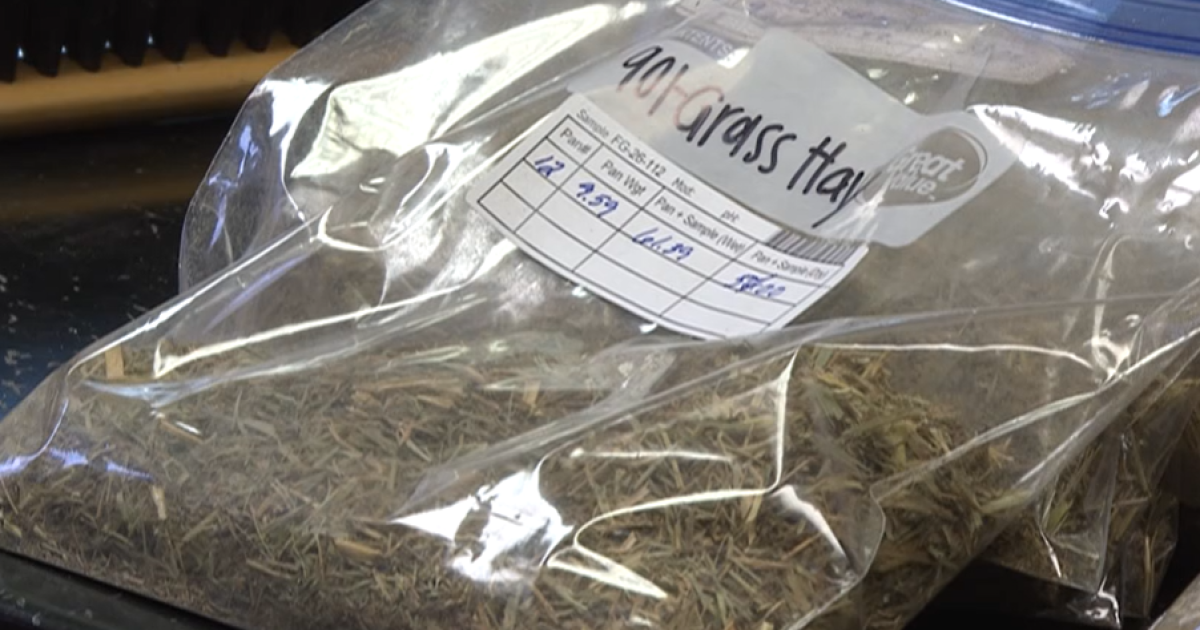 University of Kentucky launches $22 forage testing program for farmers