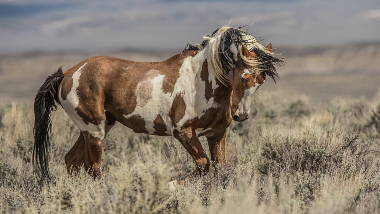 Picasso wild horse