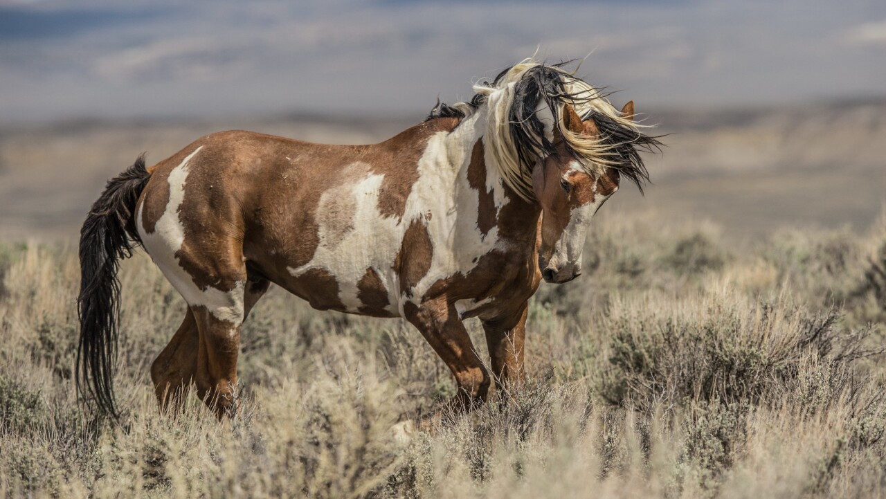 Picasso wild horse 