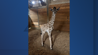 baby giraffe.png