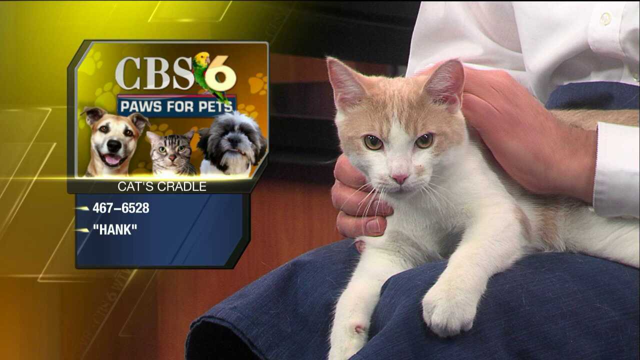 Carolina: Kittens Richmond Va