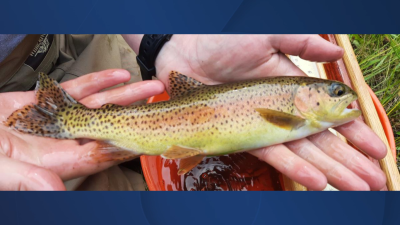 trout idfg