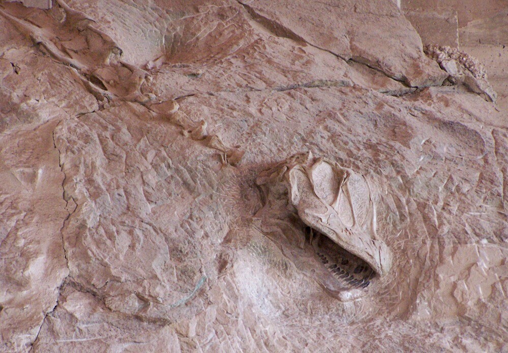 Dinosaur National Monument_Camarasaurus skull and vertebrae in quarry_National Park Service