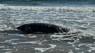 Washed up manatee Palm Beach
