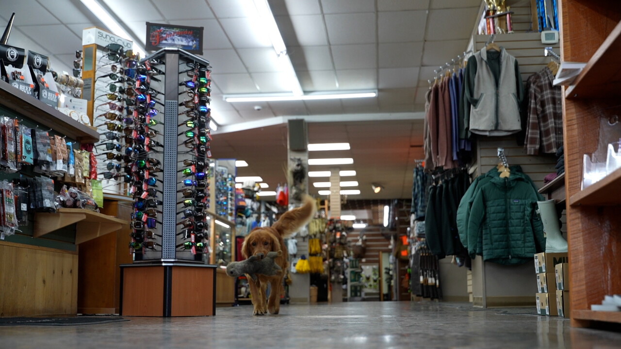 Capital Sports dog