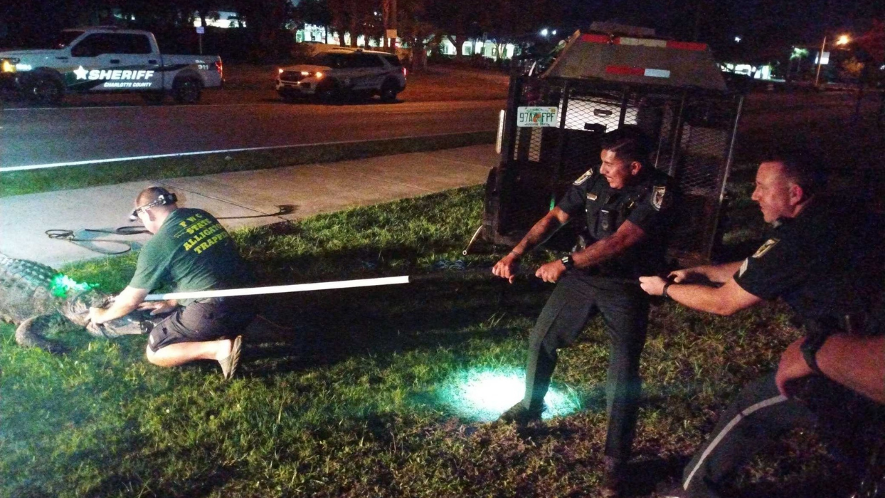 Charlotte Co Sheriffs Office gator3.png
