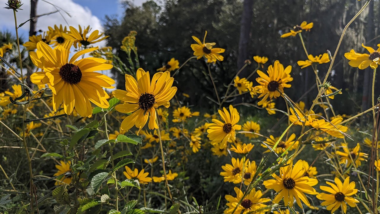 Coreopsis-Sarahs-Walking-Club-Fall-Scavenger-Hunt.jpg