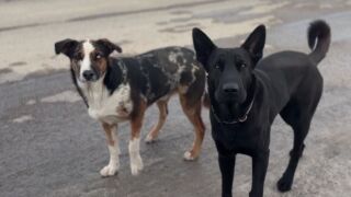 Dogs on the Blackfeet Reservation