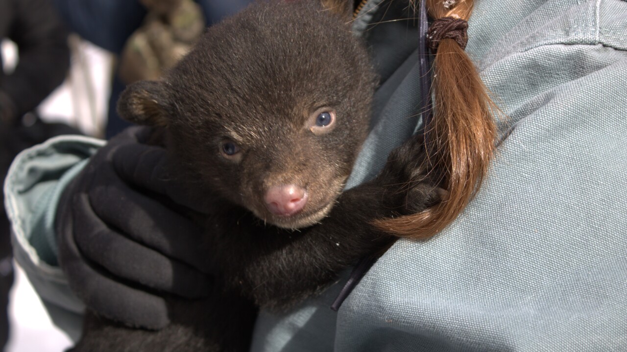 Cub closeup - original.jpg